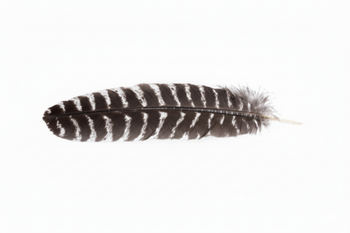Smudge Feather Turkey 10"-12"