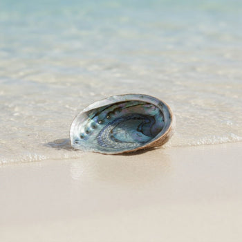 5-6" Mexico Green Abalone Shell