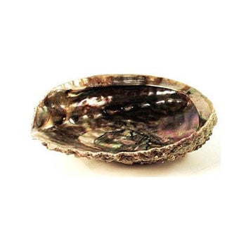 5-6" New Zealand Abalone Shell