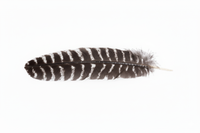 Smudge Feather Turkey 10