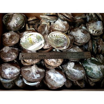 4-5" Mexico Green Abalone Shell